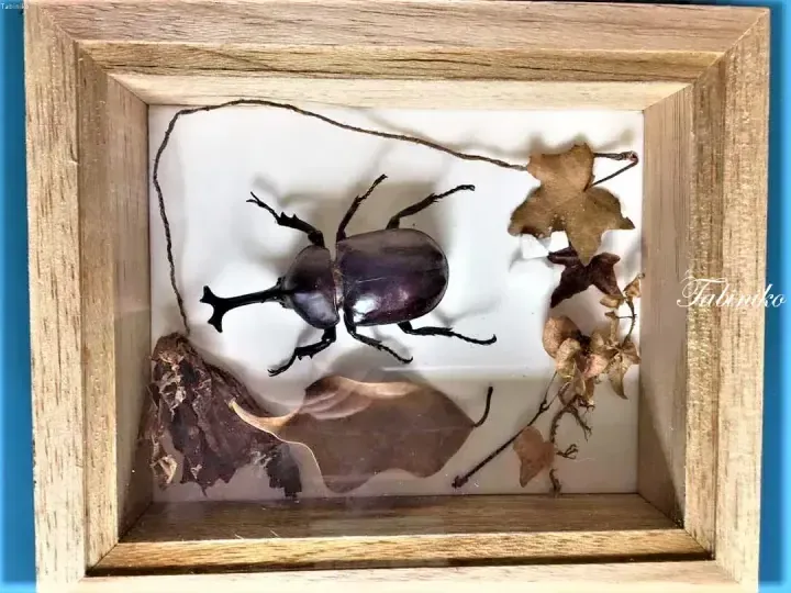 Framed specimen of a large rhinoceros beetle with dried leaves and twigs in a wooden shadow box display.