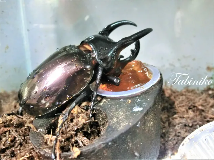 飼育ケースの中でゼリー状の餌を食べる、大きな黒いカブトムシのアップ写真。