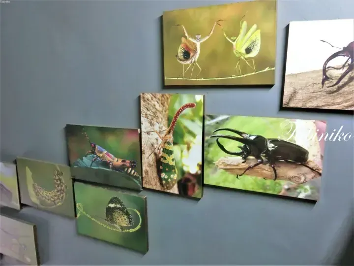 A collection of framed insect photographs displayed on a grey wall, featuring a stag beetle, mantis, and lanternfly.