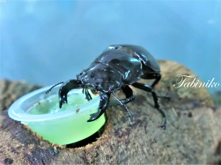 緑色の餌皿の横の丸太にとまった、光沢のある黒いクワガタムシ。