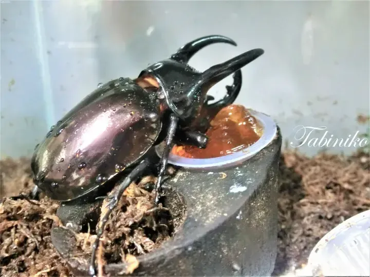 A large black rhinoceros beetle with prominent horns feeds on a gelatinous food source in a terrarium.