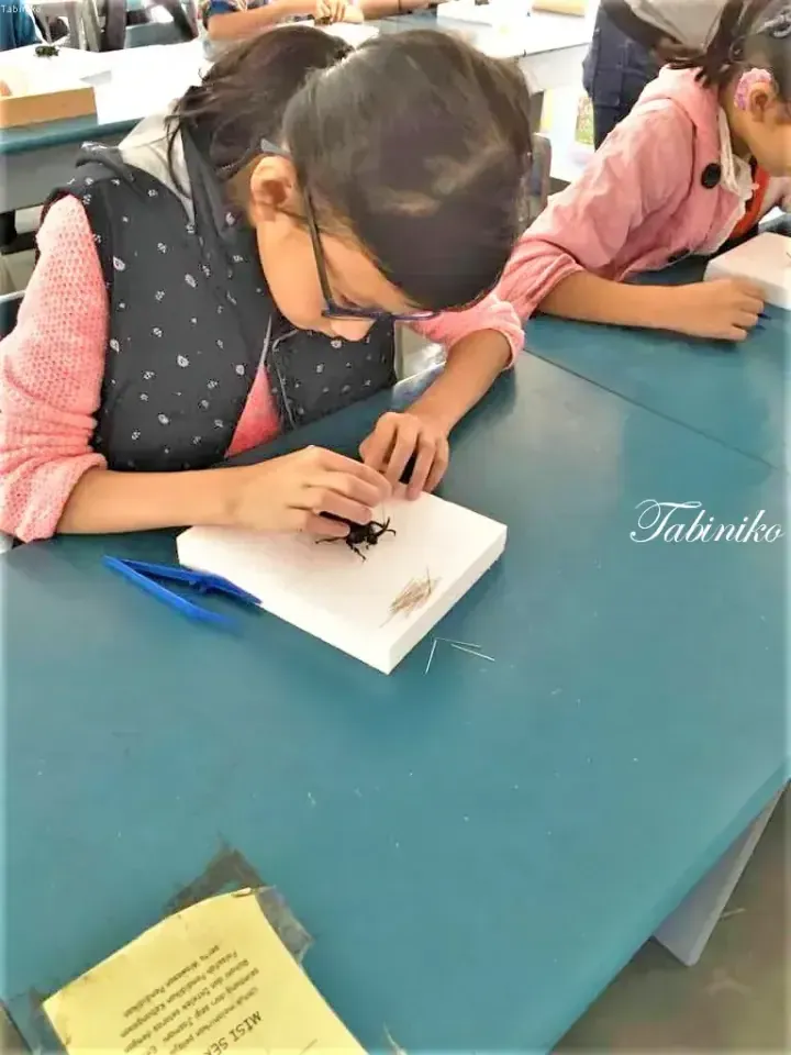 A young girl carefully examines a beetle specimen on a white board during a nature study session.