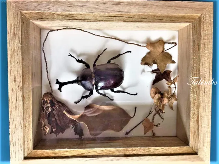 木製の額縁に収められた、乾燥した葉や枝を添えた大きなカブトムシの標本。