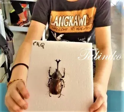 Person holding a framed stag beetle specimen with a Langkawi t-shirt in the background.
