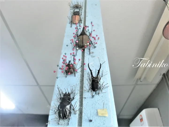 青いボードに色付きのピンで留められたカブトムシやクワガタの標本。