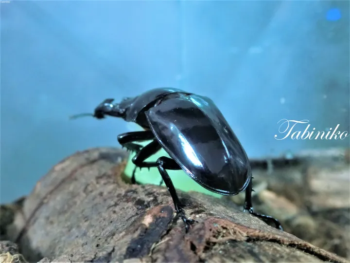 青い背景の木の上に乗る光沢のある黒い甲虫のアップショット。