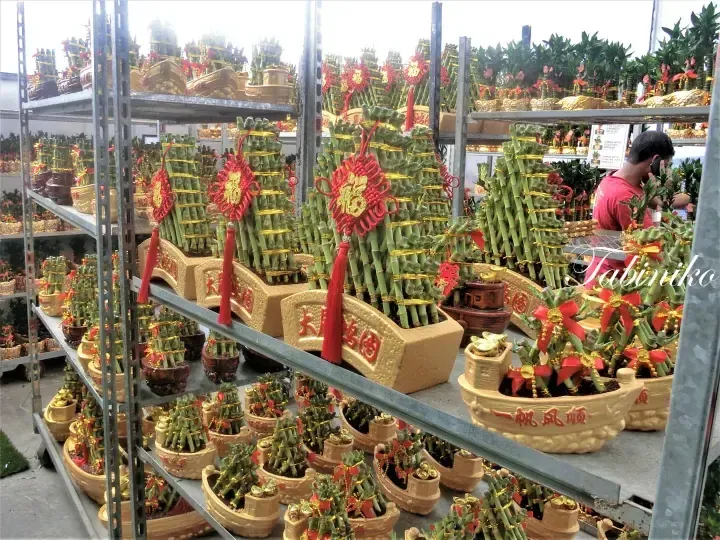 Shelves of lucky bamboo plants in gold ingot and boat pots decorated with red tassels for Chinese New Year