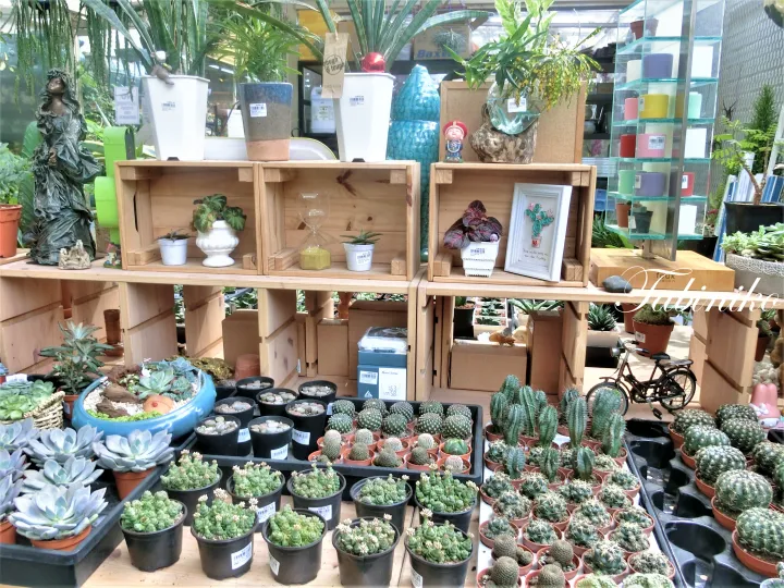 マレーシアの植物園で木箱や鉢に植えられた多肉植物やサボテンの展示。