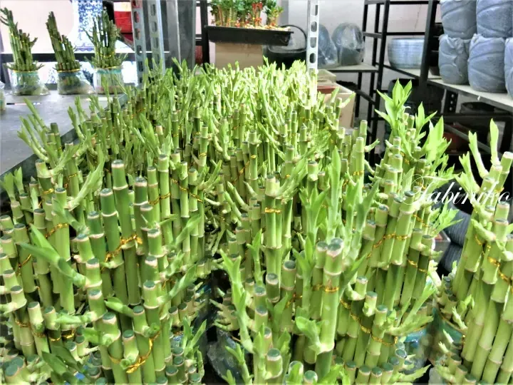 Bundles of lucky bamboo stalks tied with gold ribbon displayed at a plant nursery in Malaysia.