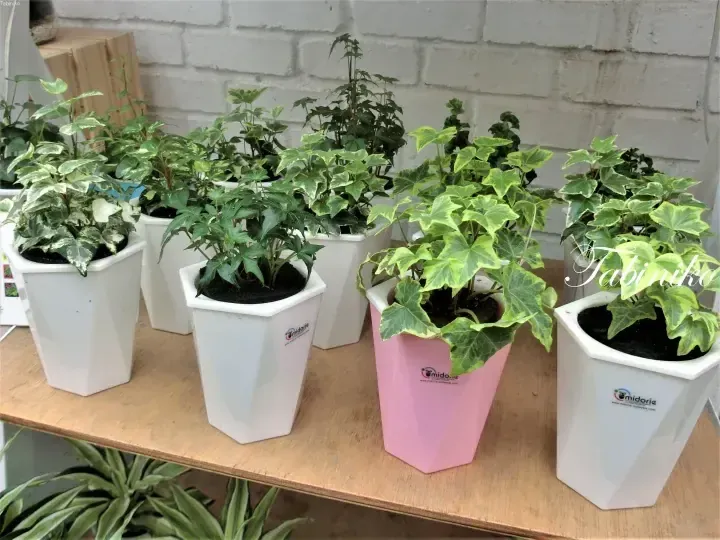 Variegated ivy plants in white and pink hexagonal pots with the Midorie logo on a wooden shelf.
