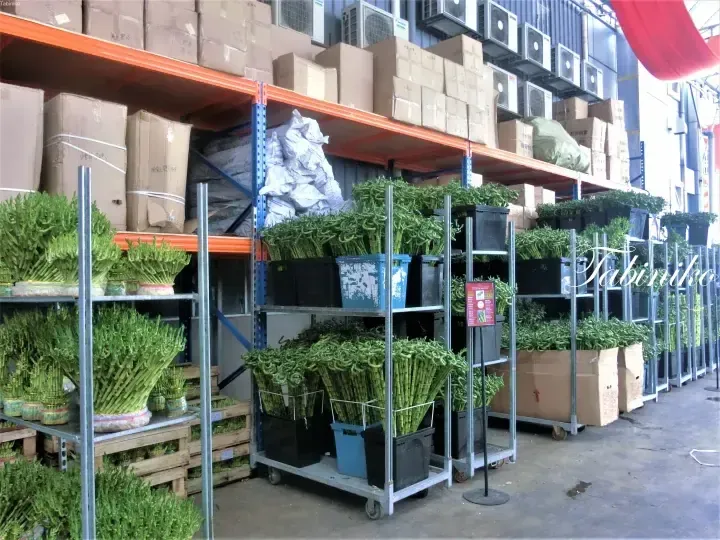Rows of potted lucky bamboo plants displayed on metal racks in a warehouse with stacked boxes and air conditioning units.