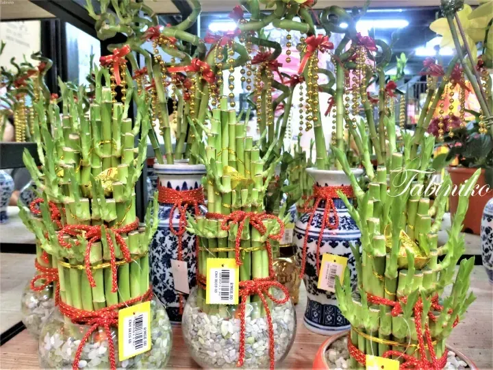 Bundles of lucky bamboo arranged in glass vases and ceramic pots, decorated with red ribbons and gold ornaments for festive display.