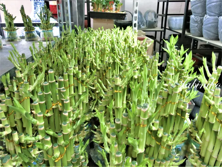 マレーシアの植物園で展示されている、金色のリボンで縛られたラッキープランツの束。