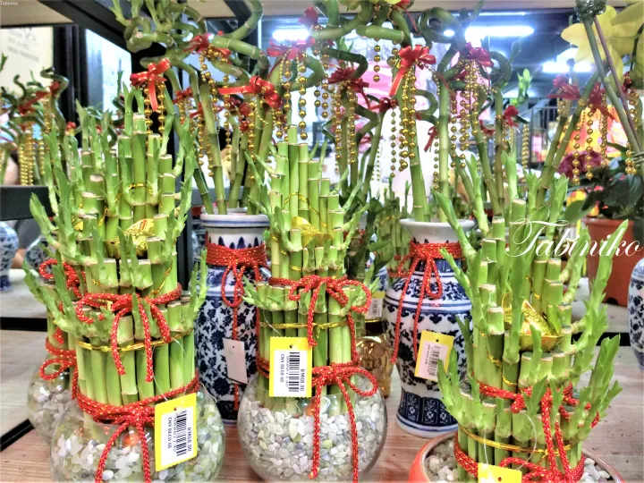 赤いリボンと金色の飾りで装飾された、ガラス瓶や陶器の鉢に飾られた幸運の竹の束。