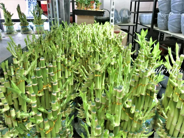 馬來西亞植物苗圃中展示的以金繩捆綁的富貴竹束。