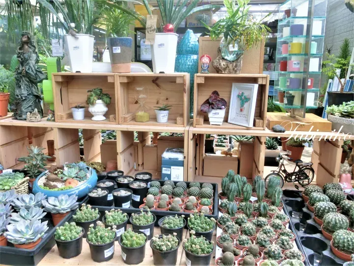 馬來西亞植物園內，多肉植物和仙人掌陳列在木箱和花盆中。