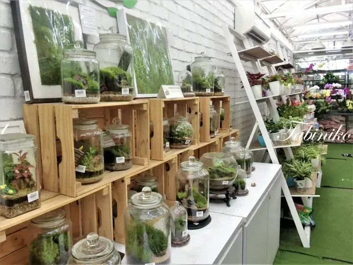 Glass terrariums with moss and plants displayed on wooden crates at a garden center.