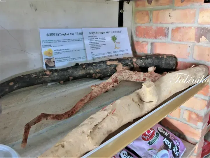 Raw and sliced Tongkat Ali roots displayed on a wooden shelf with informational signage.