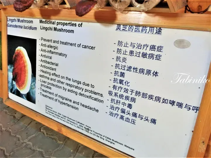 Information board displaying medicinal properties of Lingzhi Mushroom (Ganoderma lucidum) in English and Chinese.