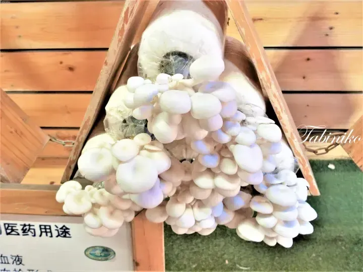 Clusters of fresh white mushrooms growing in a wooden display box at a Malaysian market.
