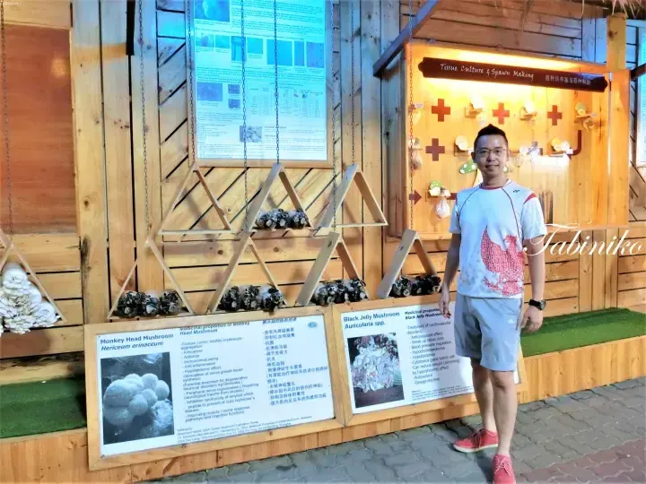 A man stands beside a wooden display showcasing Monkey Head Mushroom and Black Jelly Mushroom cultivation at a Malaysian mushroom farm.