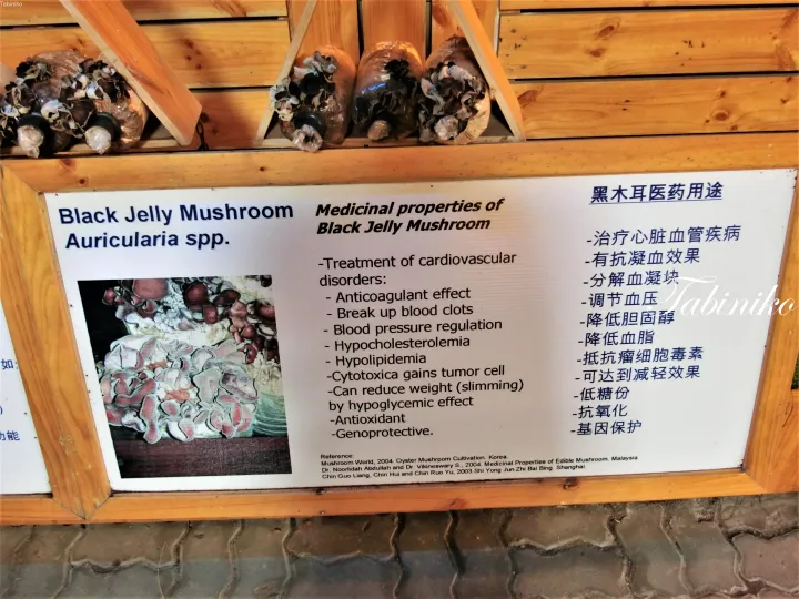 マレーシアのキノコ農場で展示されている、Black Jelly Mushroomの効能を英語と中国語で説明する看板。