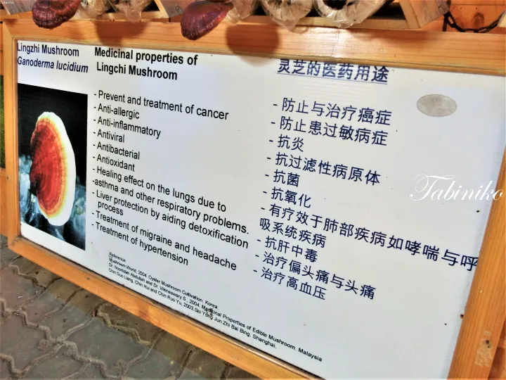 英語と中国語で霊芝（ガンデルマ・ルシダム）の薬効を説明する情報ボード。