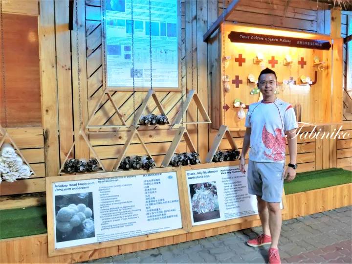 マレーシアのキノコ農場で、エンokitakeと黒木耳の栽培展示の前に立つ男性。