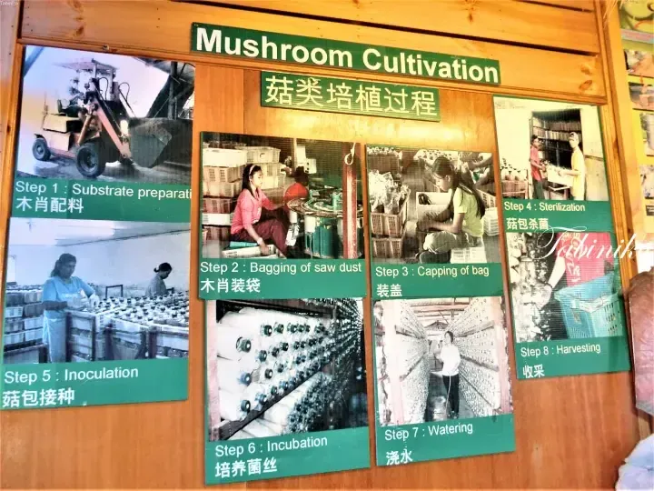 Mushroom Cultivation process display board showing eight steps from substrate preparation to harvesting.