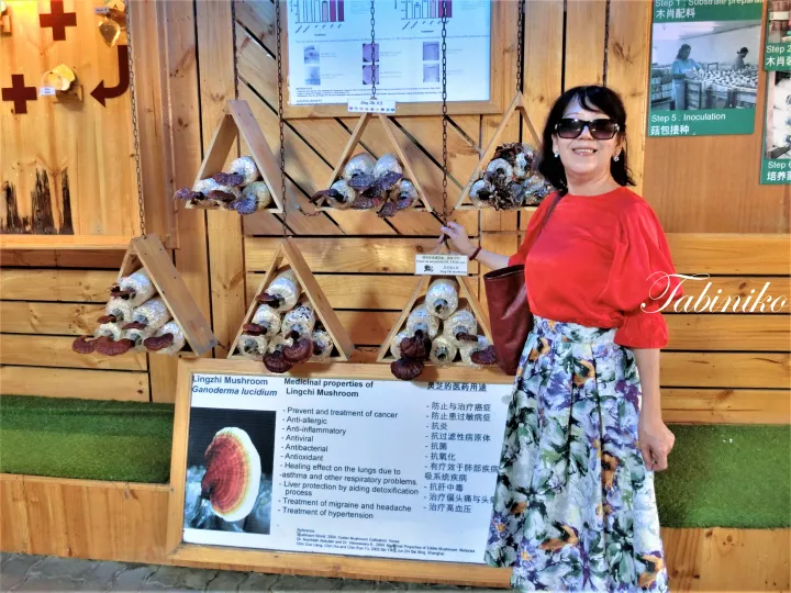 赤いトップスと花柄スカートを着た女性が、マレーシアの農場で展示されたLingzhi Mushroomの効能説明板の横でポーズをとっている。