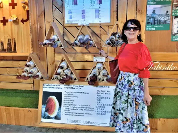 A woman in a red top and floral skirt poses beside a Lingzhi Mushroom display board listing medicinal properties at a Malaysian farm.