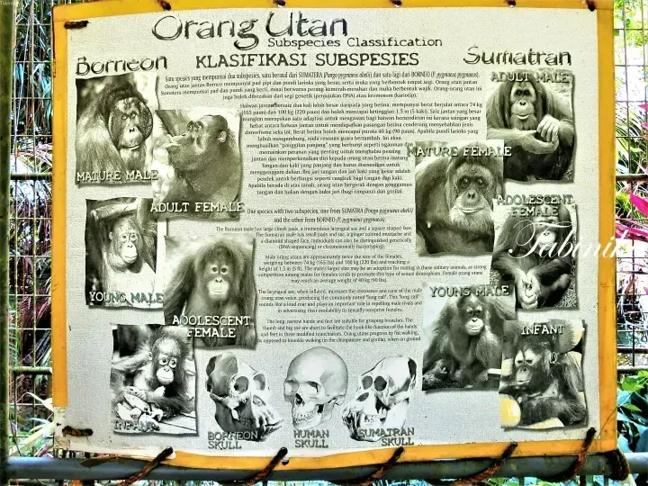 展示婆罗洲和苏门答腊猩猩亚种分类及不同生长阶段照片的信息板。