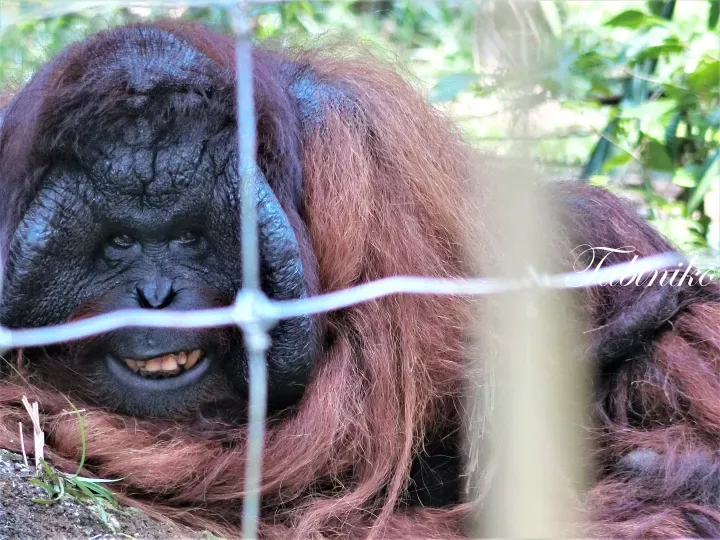 Close-up of a smiling Bornean orangutan behind a wire fence in a lush green forest habitat.