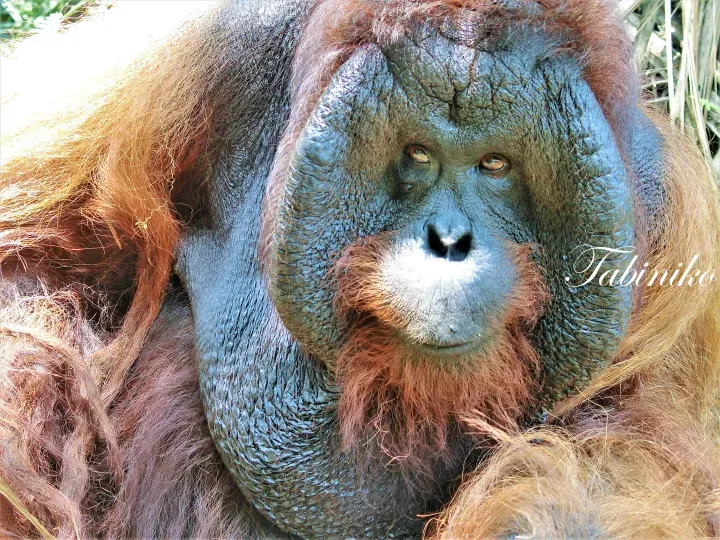 Bukit Merah Orang Utan Island Foundation(ブキッ メラ オランウータン島基金)Semanggol [Travel to Malaysia]