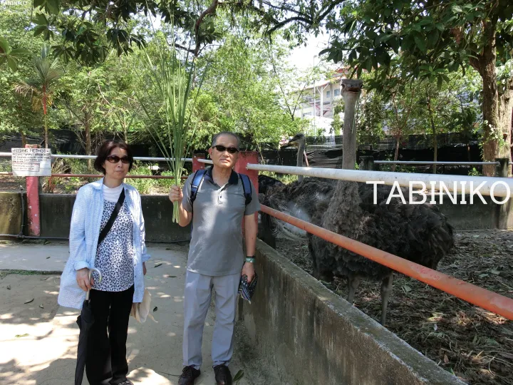 男性が草を持ってオーストリッチの餌やりをする動物園の夫婦。
