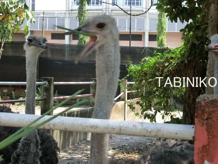 Ostrich eating grass at TABINIKO farm enclosure with building in background