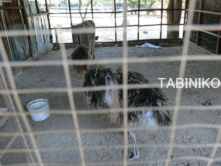 ワイヤーフェンス越しに見えるマレーシアの動物園で砂の檻にいるダチョウ。