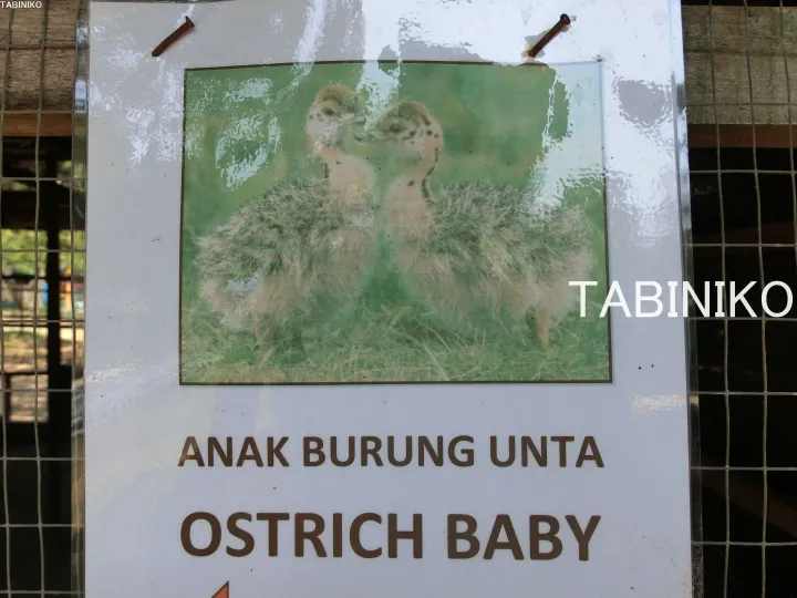 「ANAK BURUNG UNTA」「OSTRICH BABY」と書かれたひな鳥の看板