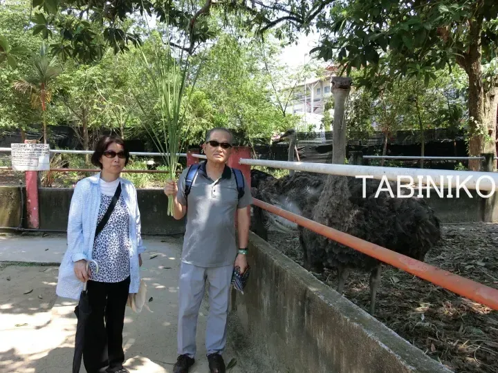 A couple stands near an ostrich enclosure at a zoo, with the man holding grass for feeding.