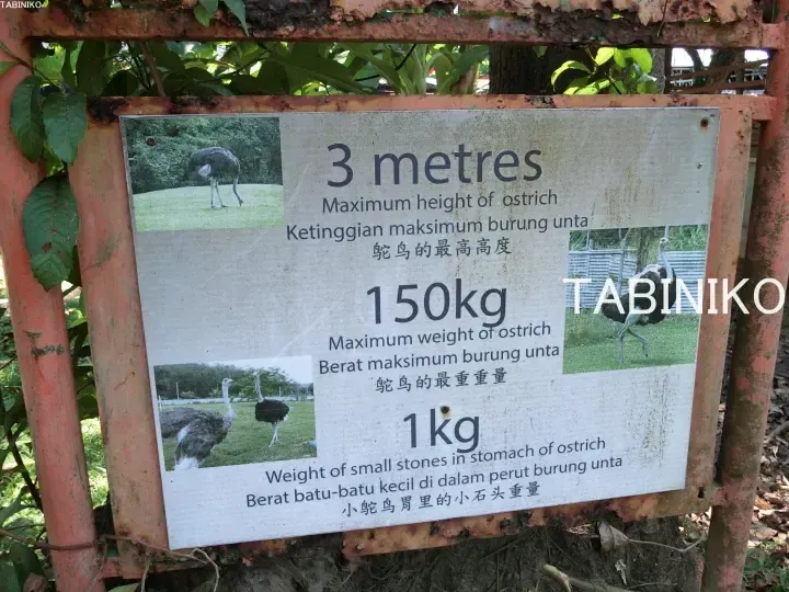 Informational sign about ostrich facts showing maximum height of 3 metres, weight of 150kg, and stomach stone weight of 1kg in English, Malay, and Chinese.