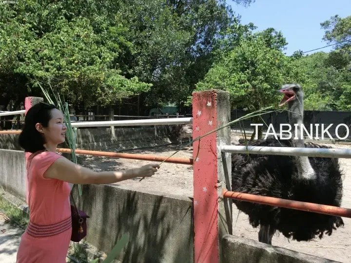 A woman feeds grass to an ostrich at a zoo enclosure.