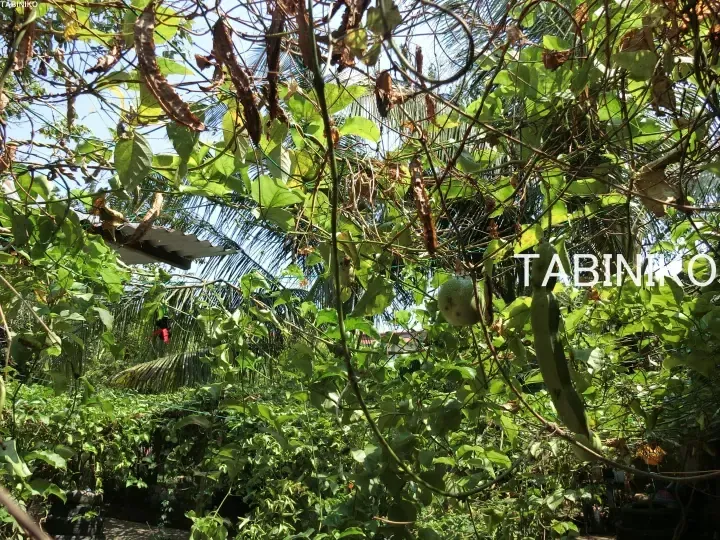 Lush garden with passion fruit and long beans growing on a trellis at TABINIKO in Malaysia.
