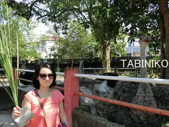 Woman in pink shirt and sunglasses holding grass near ostriches at a farm.