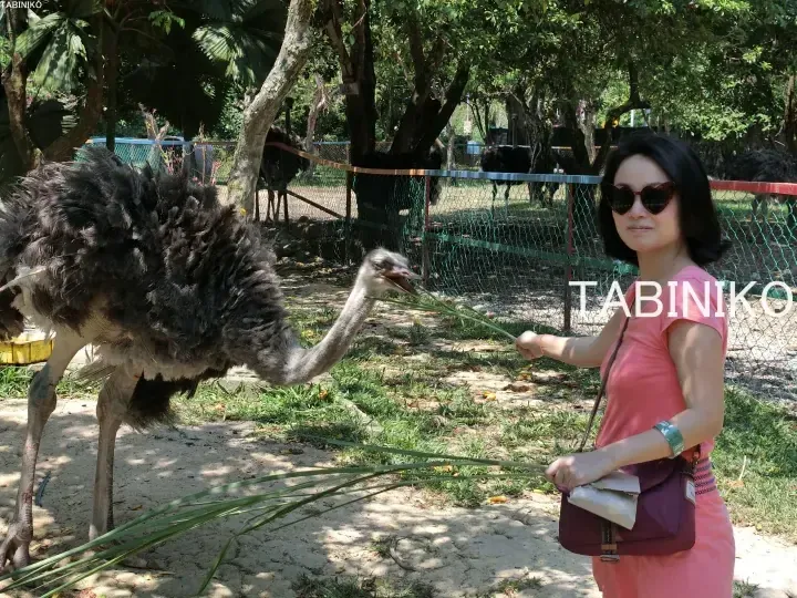 Woman feeding an ostrich long grass blades at a zoo enclosure with other birds in the background