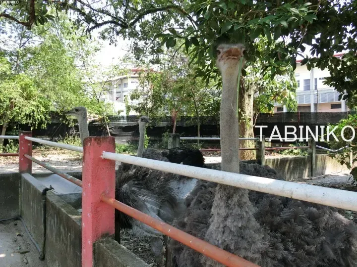 Ostriches in an enclosure at a Malaysian farm, with one looking up at the camera near trees and a building.