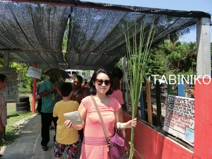 Woman holding grass at a farm feeding station near a sign reading FEEDING METHOD in Malaysia.