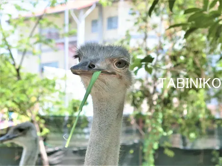 Port Dickson Day Trip: PD Ostrich Show Farm (Ostrich Farm) in Port Dickson