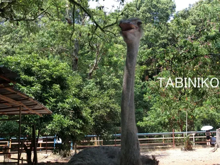 Ostrich with open beak at a zoo enclosure surrounded by lush green trees and wooden fencing.