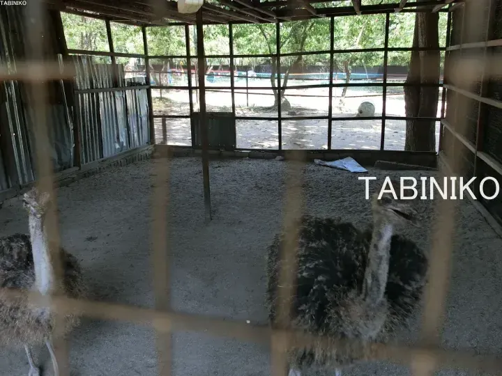 Two young ostriches resting inside a sandy enclosure with a metal mesh fence and trees visible outside.