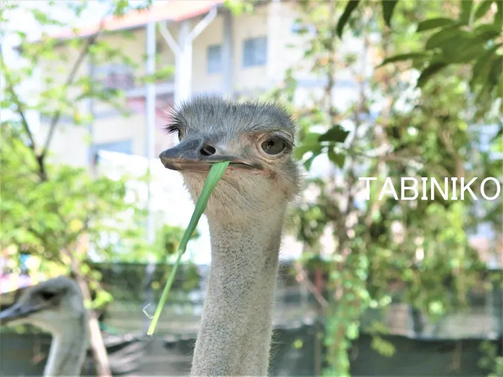 ポートディクソン 日帰り PD Ostrich Show Farm(ダチョウ ファーム) in Port Dickson